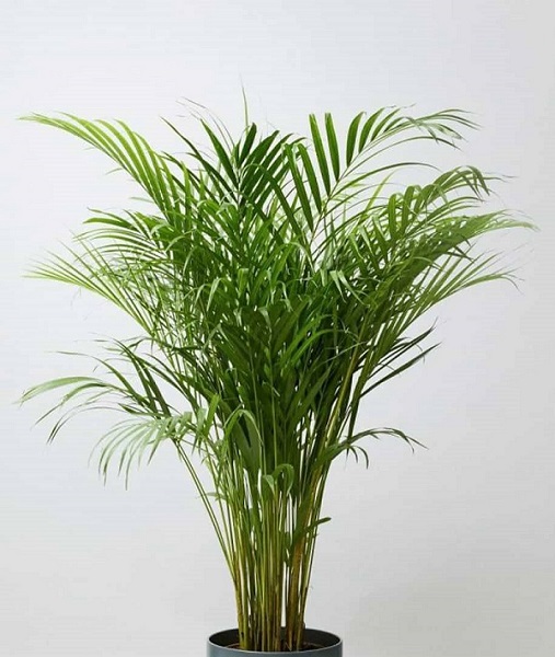 Areca Palm Care, Dypsis lutescens Care