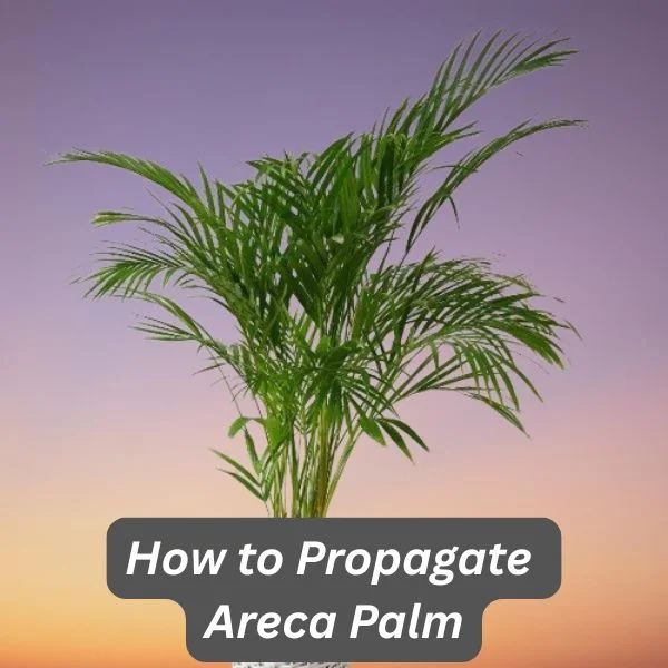 Areca Palm, Dypsis lutescens