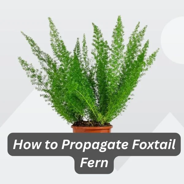 Asparagus densiflorus 'Meyeri', Foxtail Fern, Plume Asparagus