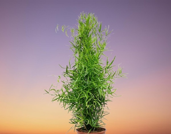 Houseplant, Sicklethorn Plant