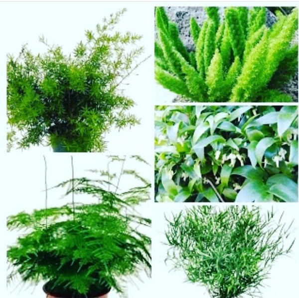 Asparagus Ferns Collage