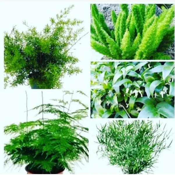 Asparagus Plants collage