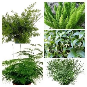 Asparagus Ferns Collage