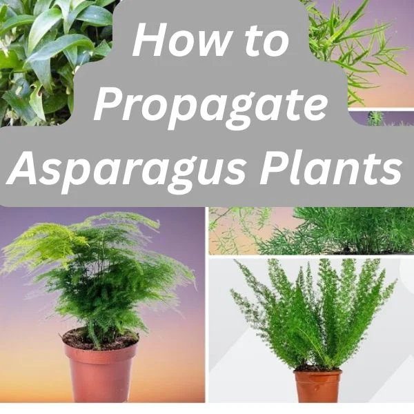 Asparagus Fern Collage