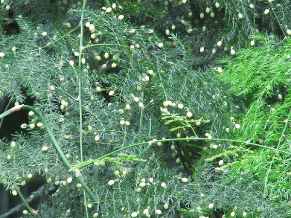 Asparagus plumosus, Asparagus fern