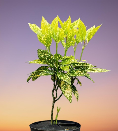 Gold Dust Plant, Aucuba japonica 'Variegata'