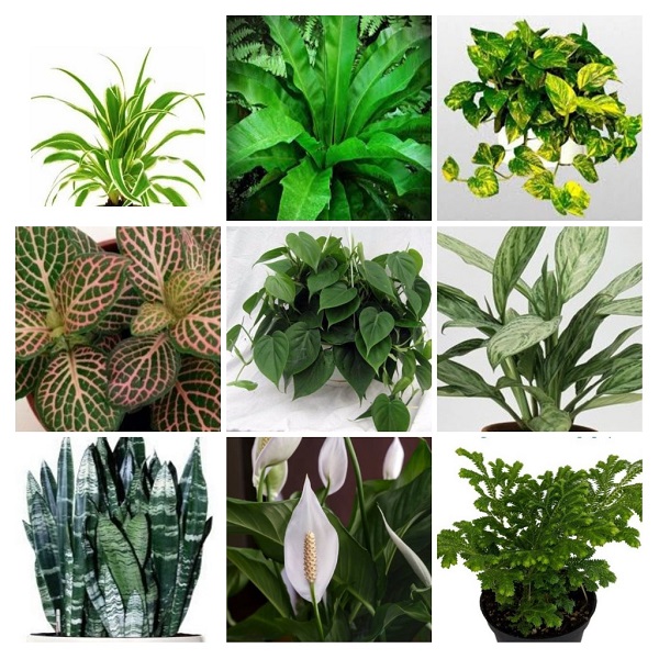 Bathroom Plants Collage