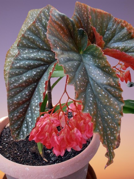 Begonia lucerna Care
