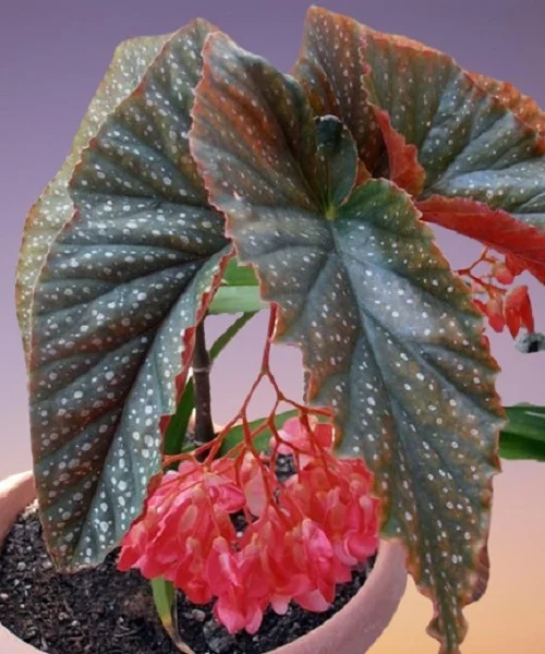 Begonia lucerna