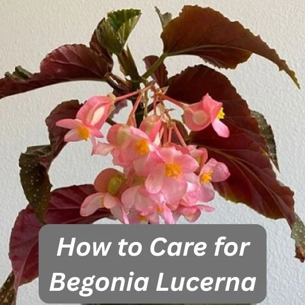 Begonia lucerna, Begonia Corallina de Lucerna