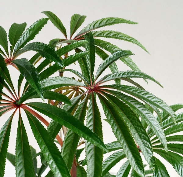 Begonia luxurians, Palm Leaf Begonia