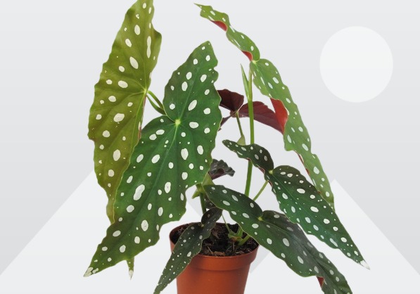 Houseplant, Polka Dot Begonia, Begonia maculata