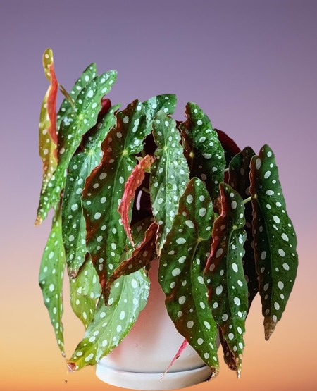 Begonia maculata 'Wightii', Polka Dot Begonia, Begonia maculata, Trout Begonia
