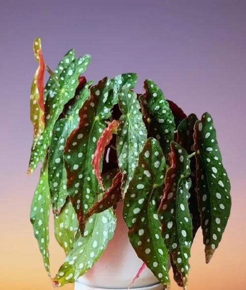Begonia maculata, Polka Dot Begonia, Trout Begonia, Spotted Begonia