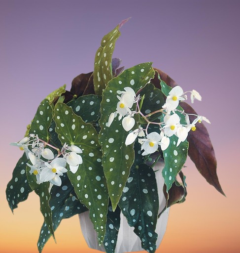 Begonia maculata 'Wightii', Polka Dot Begonia, Begonia maculata, Trout Begonia