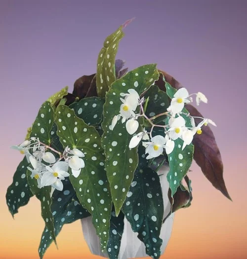 Begonia maculata, Polka Dot Begonia, Spotted Begonia