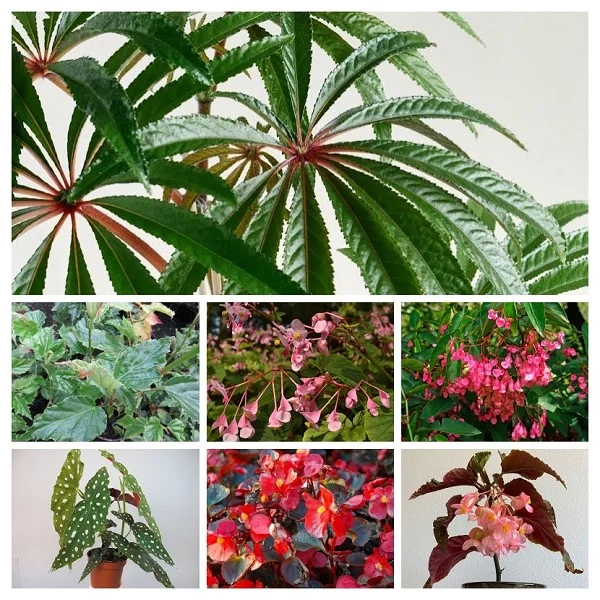 Begonia Plants Collage