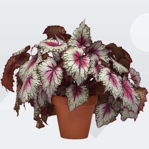 Begonia rex, Painted-leaf Begonia