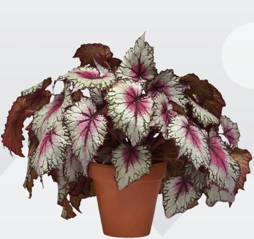 Begonia rex, Painted-leaf Begonia