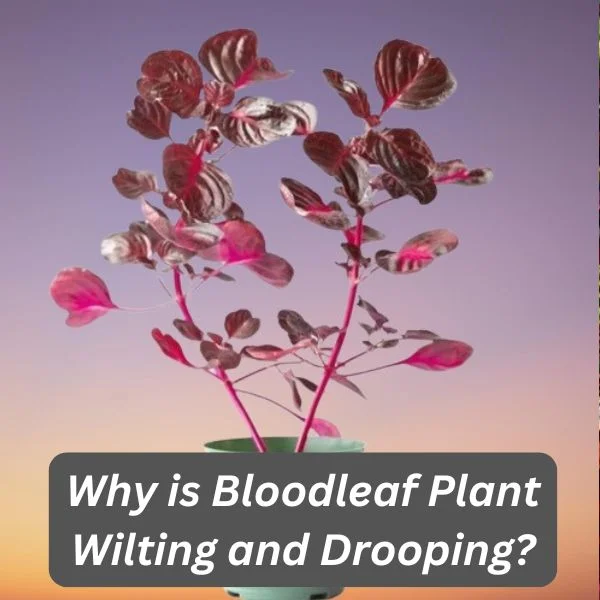 Bloodleaf Plant, Iresine herbstii