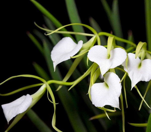Brassavola Orchid Care