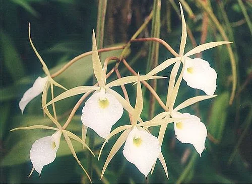 Brassavola Orchid