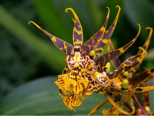 Brassia Orchid Care, Spider Orchid Care