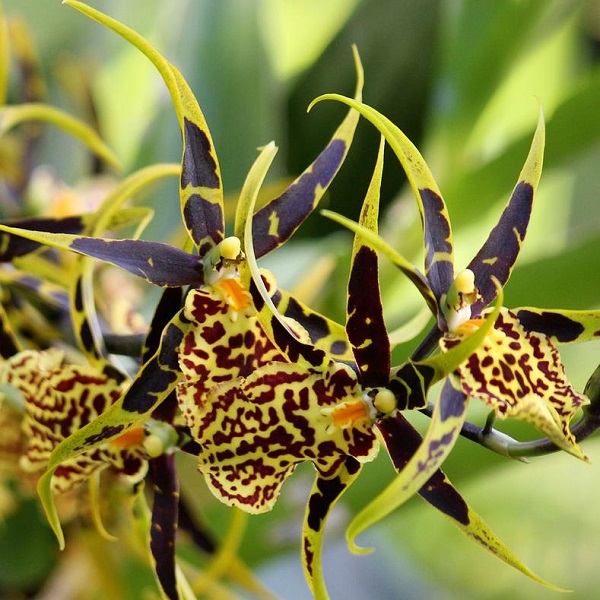 Brassia Orchid, Spider Orchid