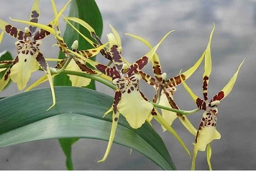 Brassia Orchid, Spider Orchid