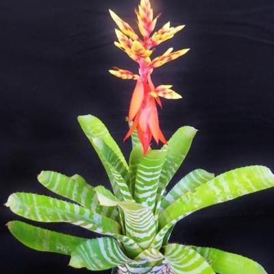 Aechmea Bromeliad, Urn Plant