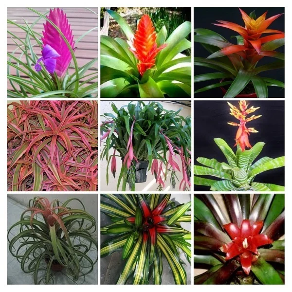 Bromeliad Plants collage