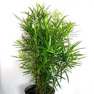 Houseplant, Buddhist Pine