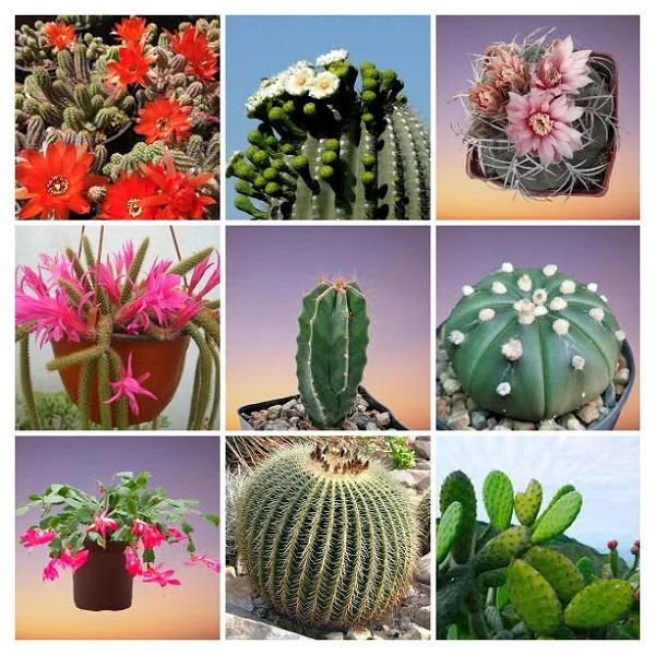 Cactus Plants Collage
