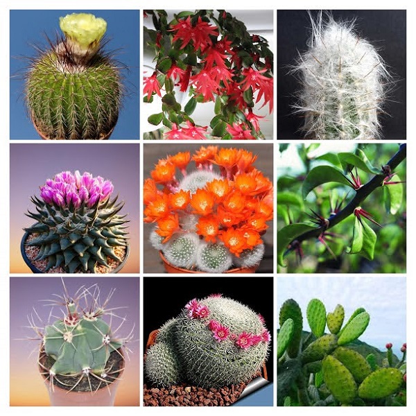 Cactus Plants Collage