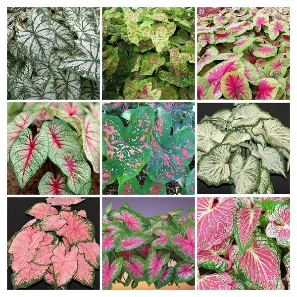 Caladium Plants Collage