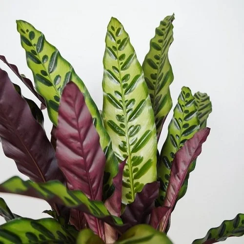 Rattlesnake Calathea, Rattlesnake Plant, Calathea lancifolia