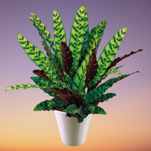 Calathea Plant, Calathea spp