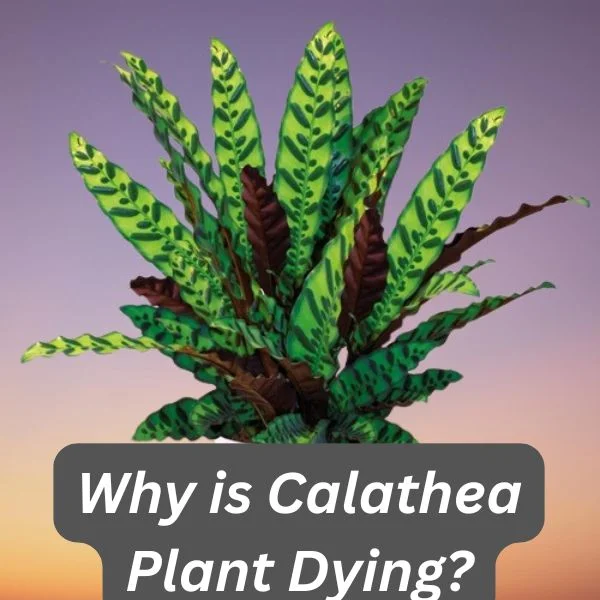 Calathea Plant