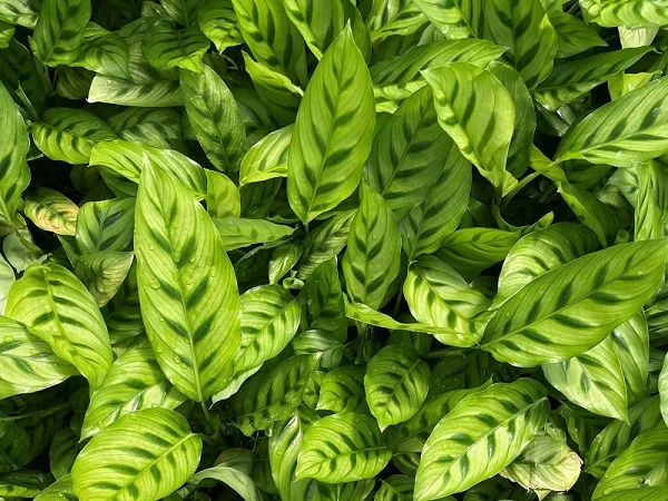 Calathea leopardina, Calathea Freddie