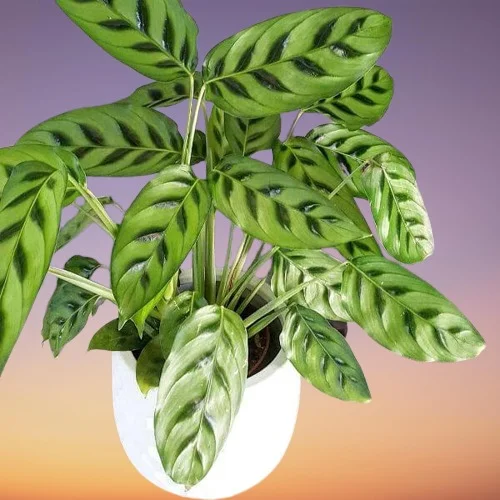 Calathea Plant