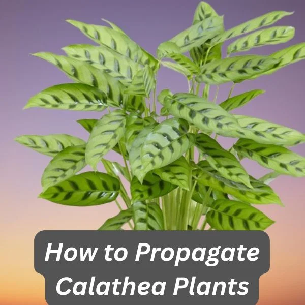 Calathea Plant