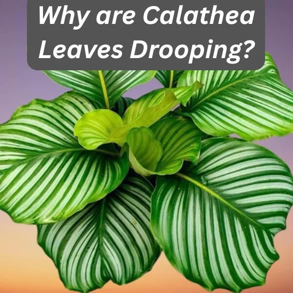 Calathea Plant