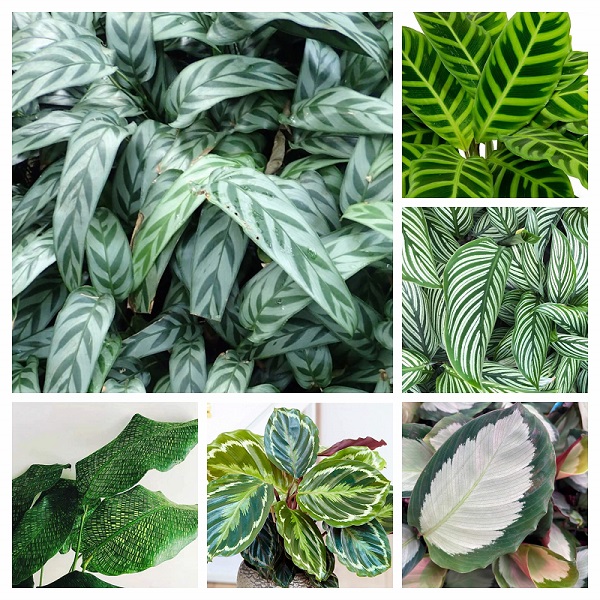 Calathea Plants Collage