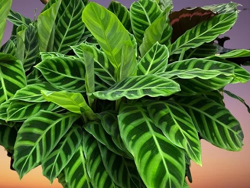 Calathea zebrina, Goeppertia zebrina