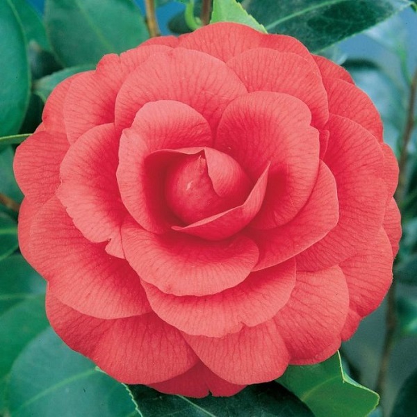 Camellia japonica, Japanese Camellia