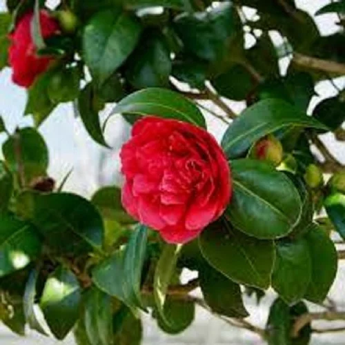 Japanese Camellia, Camellia japonica, Common Camellia