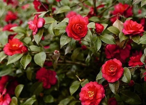 Japanese Camellia, Camellia japonica, Common Camellia