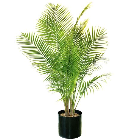 Indoor Palm, Canary Island Date Palm