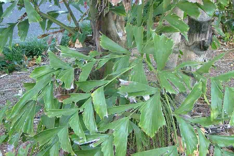 Fishtail palm, Caryota mitis