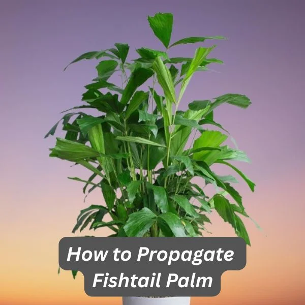 Fishtail palm, Caryota mitis